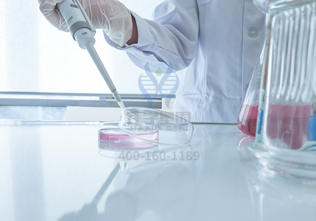 【佳学基因基因检测】脱发基因解码:让头发生长的基因 【佳学基因基因检测】脱发基因解码:让头发生长的基因