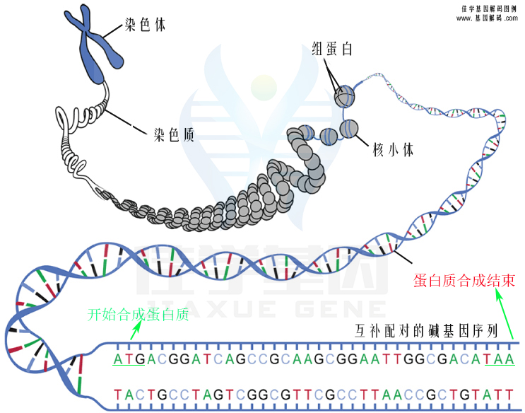 【佳学基因检测】贝沙罗汀基因检测在哪里做？