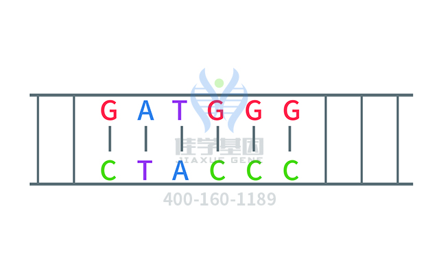 【佳学基因检测】多尾精子症和DNA过量相关的不育症基因解码、基因检测有什么用? 【佳学基因检测】多尾精子症和DNA过量相关的不育症基因解码、基因检测有什么用?