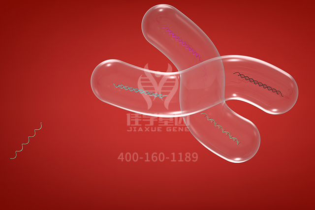 【佳学基因检测】遗传代谢科突变检测知识测验中关于ARF3的准备