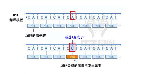 【佳学基因-基因检测】图解|基因突变的类型有哪些? 【佳学基因-基因检测】图解|基因突变的类型有哪些?