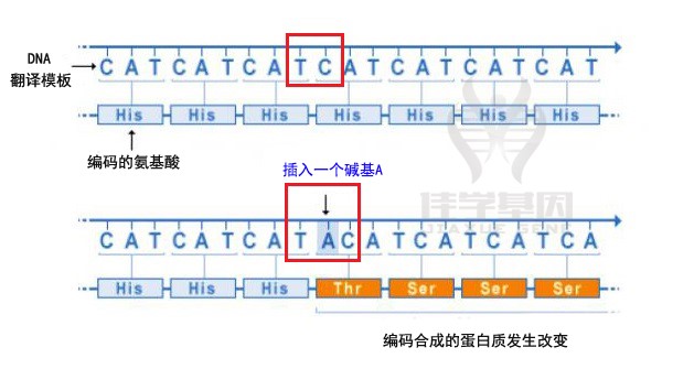 【佳学基因-基因检测】图解|基因突变的类型有哪些? 【佳学基因-基因检测】图解|基因突变的类型有哪些?