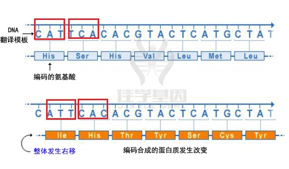 【佳学基因-基因检测】图解|基因突变的类型有哪些? 【佳学基因-基因检测】图解|基因突变的类型有哪些?
