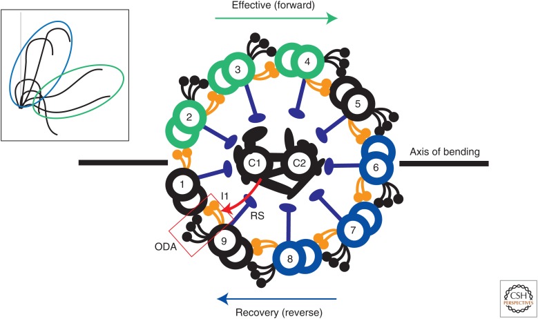 【佳学基因检测】缺乏外动力蛋白臂基因检测 【佳学基因检测】缺乏外动力蛋白臂基因检测