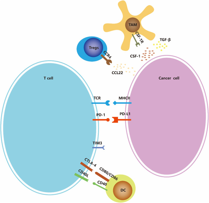 【佳学基因检测】甲状腺未分化癌的免疫治疗、靶向治疗治疗的选择