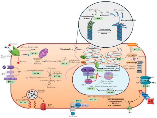 【佳学基因检测】肌张力障碍诊断:临床神经生理学和基因检测的结合 【佳学基因检测】肌张力障碍诊断:临床神经生理学和基因检测的结合