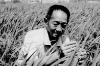 【讣告】杂交水稻之父、共和国勋章获得者袁隆平逝世,享年91岁 【讣告】杂交水稻之父、共和国勋章获得者袁隆平逝世,享年91岁