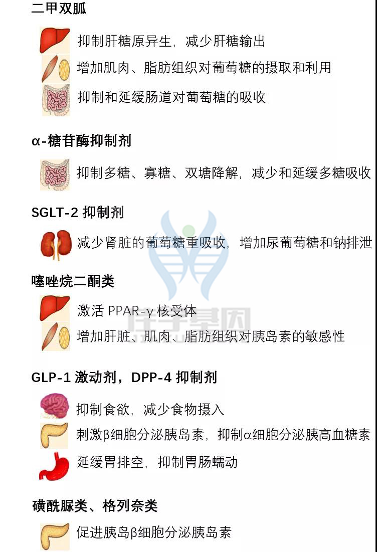【佳学基因检测】如果没有做基因检测,糖尿病用药至少要知道这些要点 【佳学基因检测】如果没有做基因检测,糖尿病用药至少要知道这些要点