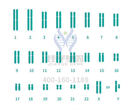 【佳学基因检测】脏器性肥胖基因解码、基因检测 【佳学基因检测】脏器性肥胖基因解码、基因检测