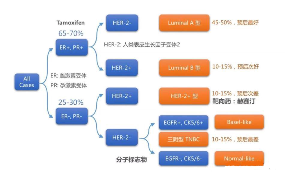 【佳学基因-基因检测】乳腺癌精准治疗之分子分型治疗时代 【佳学基因-基因检测】乳腺癌精准治疗之分子分型治疗时代