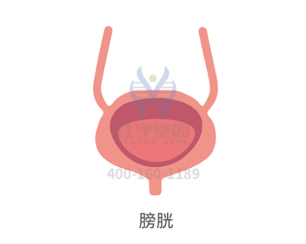 【佳学基因检测