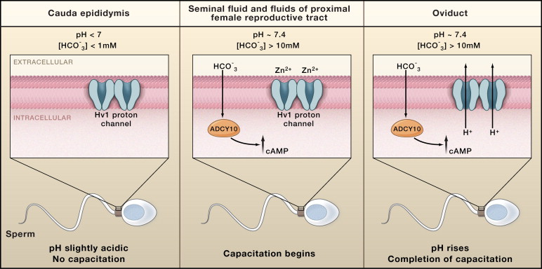 【佳学基因检测】填补男性不育症的基因研究空白,大规模筛查Hv1通道编码蛋白突变 【佳学基因检测】填补男性不育症的基因研究空白,大规模筛查Hv1通道编码蛋白突变