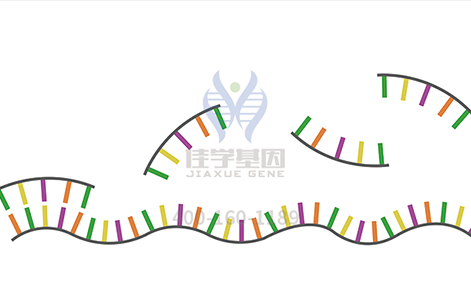 【佳学基因检测