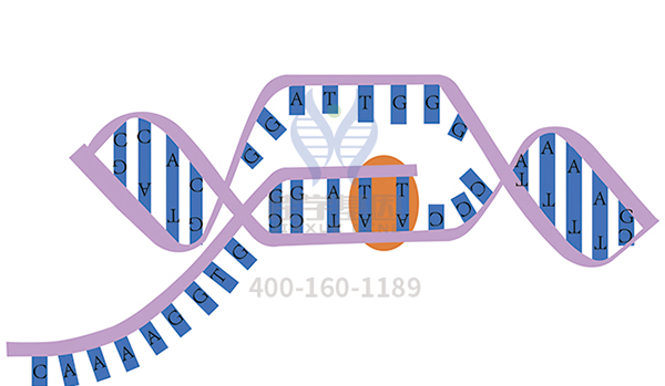 【佳学基因-基因检测】高胆红素血症将不再困扰患者 【佳学基因-基因检测】高胆红素血症将不再困扰患者