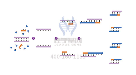 【佳学基因-基因检测】避免后代患遗传性出血性毛细血管扩张症(HHT)的正确姿势? 【佳学基因-基因检测】避免后代患遗传性出血性毛细血管扩张症(HHT)的正确姿势?