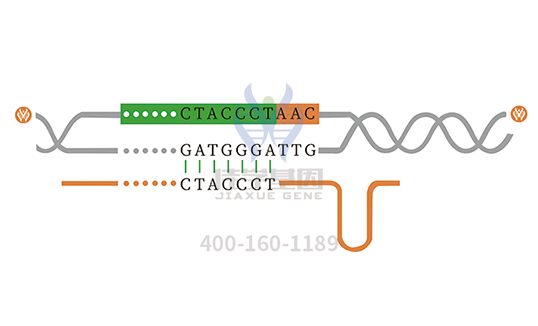【佳学基因检测】I型糖尿病基因解码、基因检测 【佳学基因检测】I型糖尿病基因解码、基因检测