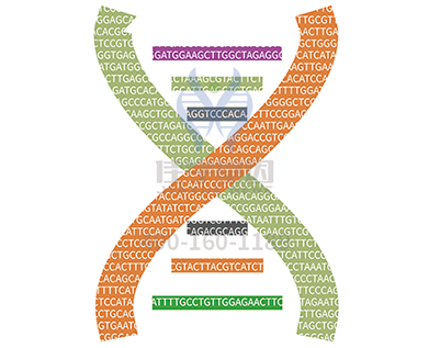 【佳学基因检测】语义记忆力基因解码、基因检测
