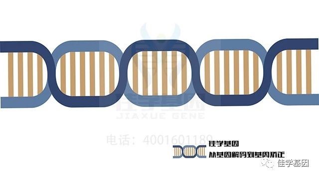 【基因解码项目】佳学基因肿瘤致病基因鉴定