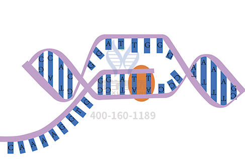 【佳学基因-基因检测】“帝王病”——痛风,竟然会代代相传? 【佳学基因-基因检测】“帝王病”——痛风,竟然会代代相传?